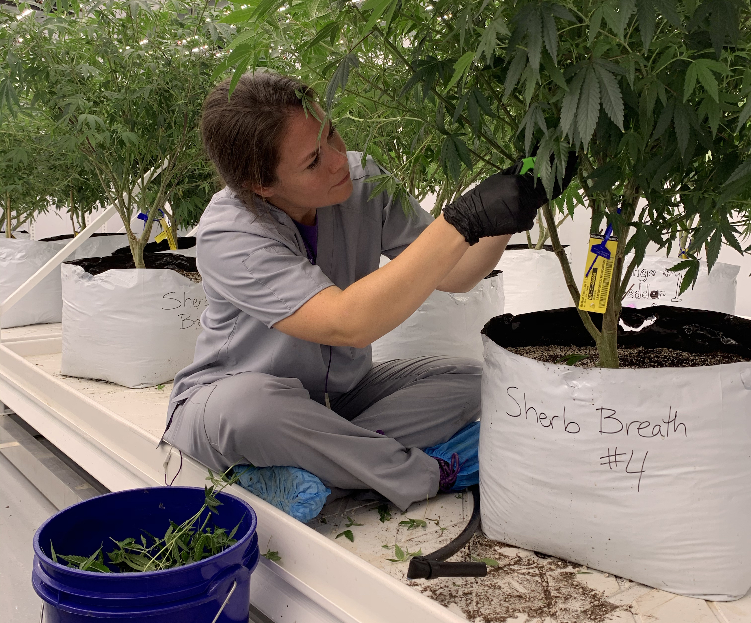 Demystifying the Cannabis Entrepreneur Redbud Roots